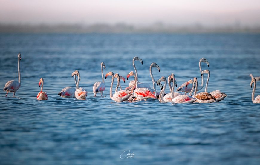 Divjaka Resort